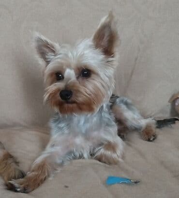 pekines itleri haqqinda: Yorkşir teryer, 9 ay, Erkek, Peyvəndli, Ödənişli çatdırılma — 2