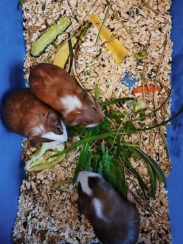 kənd heyvanları: Məhsul: Qvineya donuzu balaları (ev heyvanı) Təsvir: - Rəng çeşidi — 5