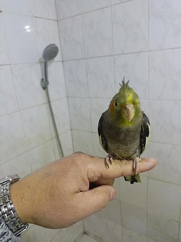 İtlər: Başlıq: 🌟 TAM ƏL QUŞU – Mehriban və Dişləməyən Dişi Korella ​Təsvir — 3