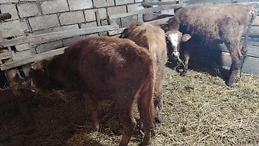 qara at sekilleri: 3 dənə sağlam 7, 8 aylıq erkəy danalar satışda.Yeməy,içməy superdi.Tək — 2