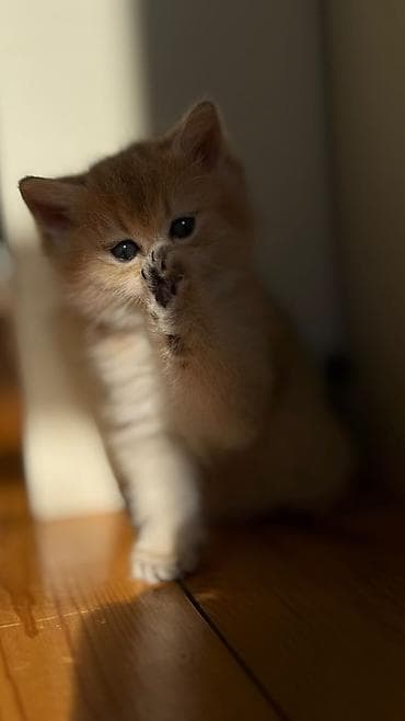 piknik tuvaleti: Qızıl şinşilla, Erkək, Dişi, Yaxşı əllərə, Ünvandan götürmə, Pulsuz çatdırılma, Ödənişli çatdırılma — 2