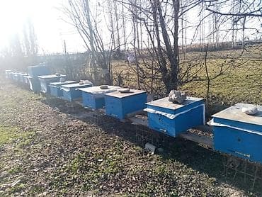 Yemlər: Arıçılıq təsərrüfatı üçün hazır arı yeşikləri (korpusu). - Model — 4