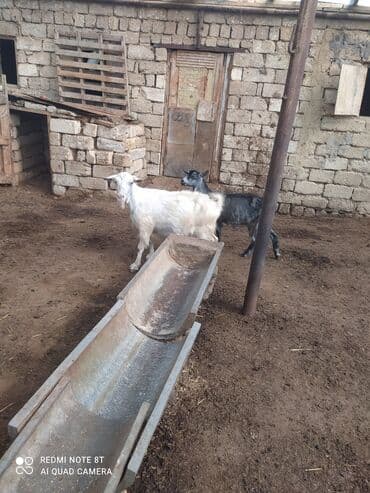 sort keciler: Dişi, Zanen, il: 4, Südlük — 6