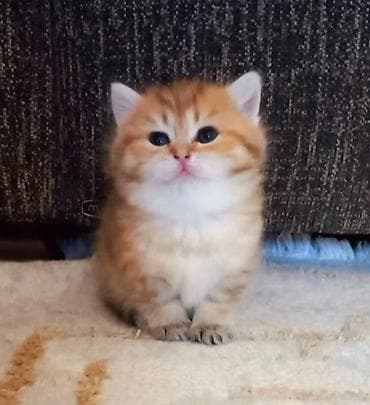 Britan, Erkək, Dişi, Yaxşı əllərə, Ünvandan götürmə