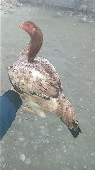 brahma gold: Salam ata saribel ana turk ferem satilir Sirf oz toretdiyim heyvandi — 1