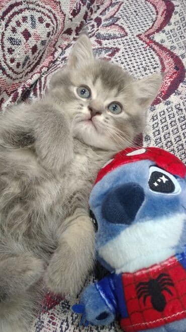 ataks toyuqlari satilir: Şotland, Erkək, Yaxşı əllərə, Ödənişli çatdırılma — 1