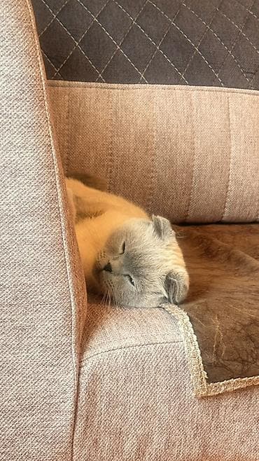 Şotland yastı qulaq, Dişi