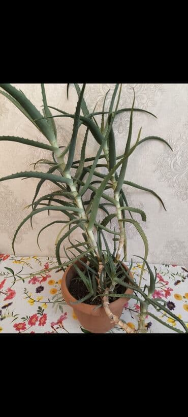 liliya gul: Aloe алое большое 12₼ средний orta qılınc gülü 10 ₼ balaca qılınc gülü — 1