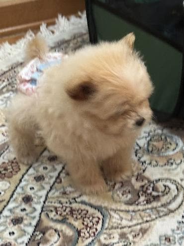 xaski balası: Pudel, 2 ay, Erkek, Peyvəndli, Pulsuz çatdırılma — 4