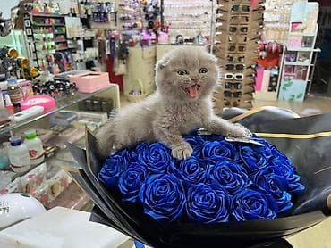 Digər ev dekoru: Məhsul: Dekorativ mavi gül buketi (süni) Təsvir: - Parlaq — 1