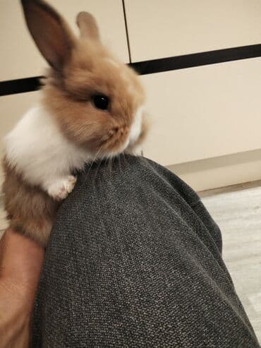 dovşan yuvasi: Salam karlık dovşan satılır böyuməyən erkəydi — 1