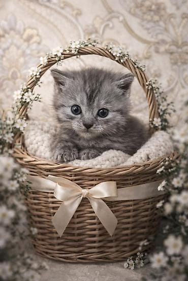 Смесь шиншилы с шотландской вислоухой.(2 девочки,1 мальчик)черная