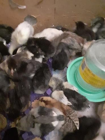 toyuq satılır: Avstralorp və Xarkov Cücələri Satılır! ​Yüksək məhsuldarlığı ilə — 4
