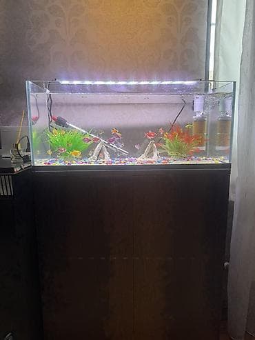 akvarium baliq: Dördbucaq akvarium, Balıqlarla birlikdə, 110 l, Ünvandan götürmə — 2