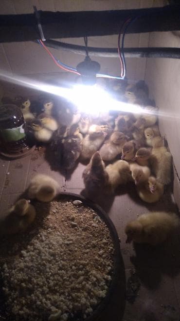 Hamsi sort ordeylerin balalaridi lavanda macar zümrüd hamısından var