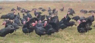 Qara hinduşka sürüsü - Cins: Qara (şahmat-black) hinduşkalar - Rəng