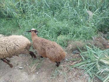 balasına süd vermeyen qoyun: Qoyunlar – yerli ətlik/südlük sürüdən - Növ: yerli qoyun (qəhvəyi — 1