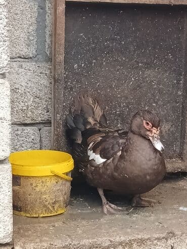 Dişi, | Lal ördək, Ətlik, Ödənişli çatdırılma