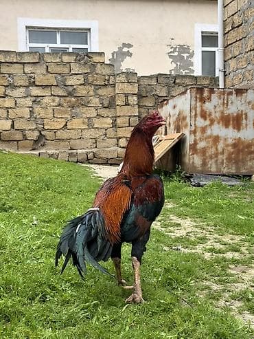 pulsuz verilir: Xoruz, il: 2, Pulsuz çatdırılma — 4