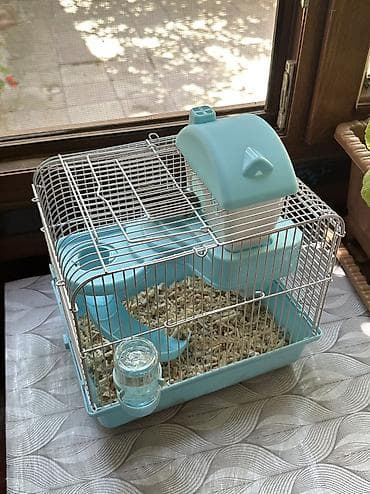 Heyvanlar: Salam 2 dənə hamster balası satılır yuvasıyla birlikdə yanında — 1