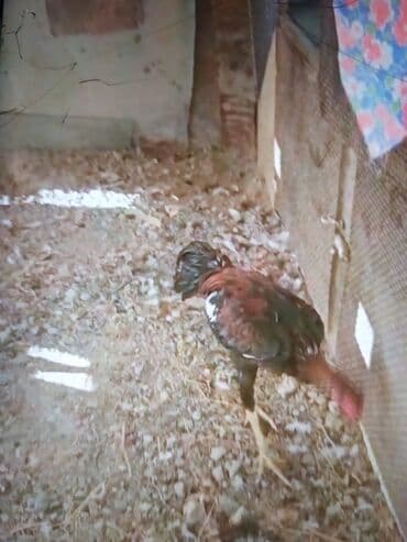 xoruz sekli: Məhsul: Uzunboyun, incə bədən quruluşlu kənd xoruzu Təsvir: - Rəng — 1