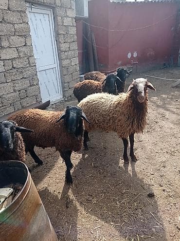 Erkək, il: 1, 50 kq, Damazlıq, Ətlik, Ünvandan götürmə