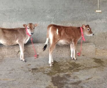 Toyuqlar: Satışda: 2 baş buzov Xüsusiyyətlər: - Cins tipajı: Jersey (süd — 3