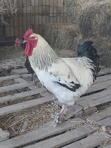 heyvan yemlərinin satışı: Diri çəkisi 3.8-kq. 1 yaşı var. yaxşı damazlığa cücəsi düşür. qiymət — 2