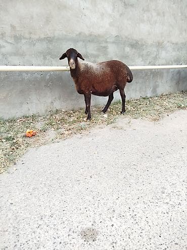 qoyun paltari: Super qala. qoyunu əsl. saxlamalı heyvandi ikiml qarin doğub başı — 2