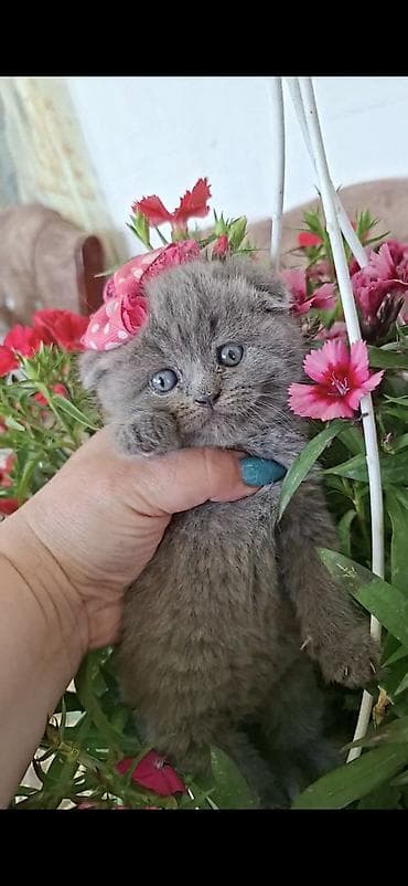 beyleqan sortu qoyun: Şinşilla, Erkək, Dişi — 3