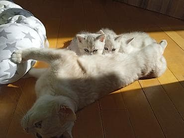 akvarium daşları: Britan, Erkək, Dişi, Yaxşı əllərə, Ünvandan götürmə, Ödənişli çatdırılma — 5