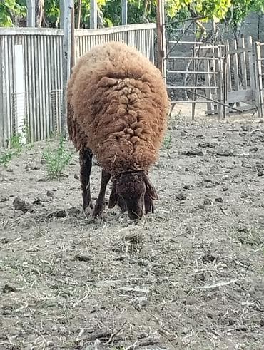 rotveyler satilir: 8 aylıq toyuğlu erkək təmiz qala cinsi qoç satılır.Diri çəkisi 55 — 2