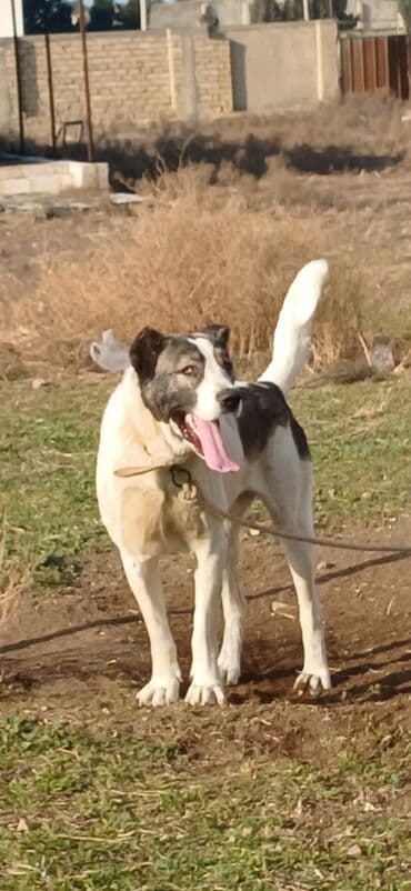 Lexus: Qurdbasar, 2 il, Erkek, Peyvəndli, Rayonlara çatdırılma — 1