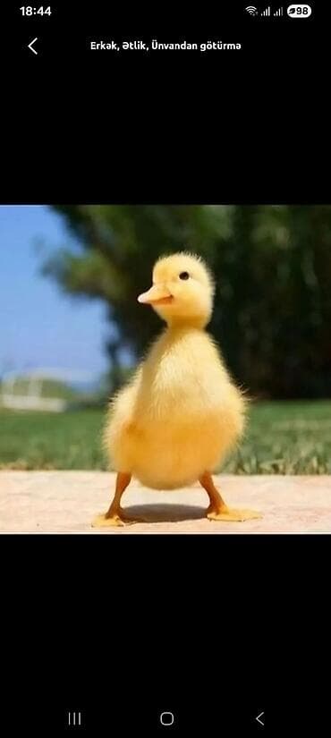 lal ördek: Mawtaga ərazisində satılıq ördək balaları - Cins: erkək - Təyinat — 1