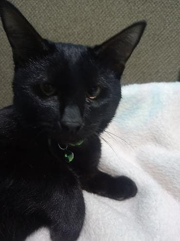 sirin pisik sekilleri: Erkək, Cütləşmə üçün — 3