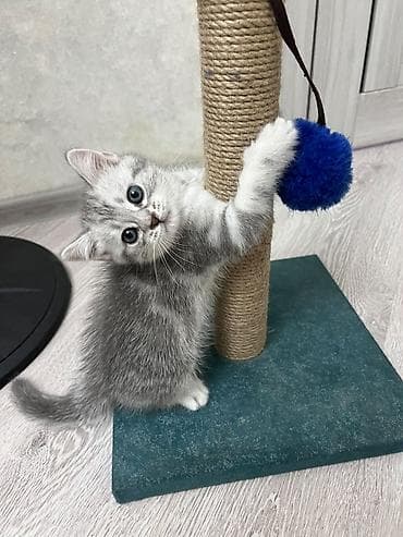 heyvan: Skottish Fold/Skottish Straight balaları - Cins: Scottish Fold — 9