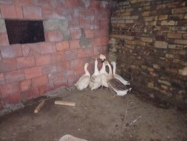 Digər heyvanlar: Salam qazdar satılır 2erkek3disidi super heyvanlardi — 4