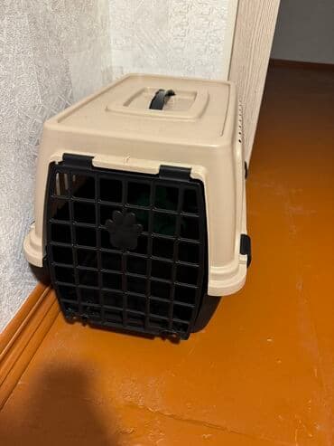 купить кошку в баку: Самка, В добрые руки, Самовывоз, Платная доставка — 2