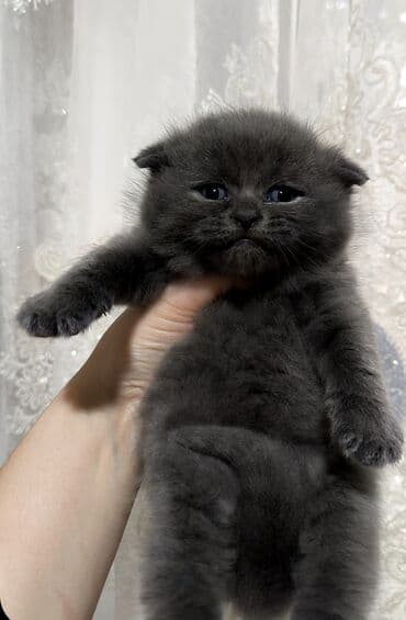 Gəmiricilər: Şotland yastı qulaq — 1