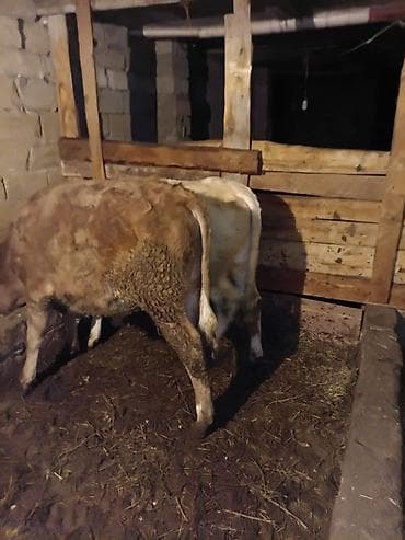 ERKƏK DANA - 2 ədəd