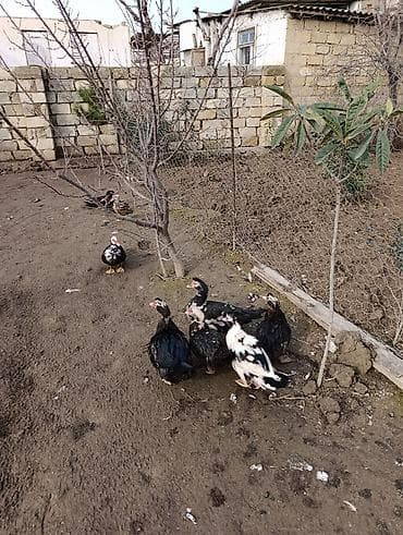 ordek yumurtası: Muscovy (indo) ördəkləri satılır – müxtəlif rənglərdə (qara, ağ-qara — 2