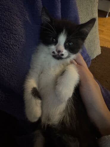 Pişiklər: Erkək, Yaxşı əllərə, Ünvandan götürmə, Pulsuz çatdırılma — 3