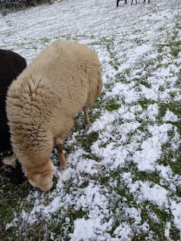 Индюшки: Самка, лет: 2, 80 кг, Для разведения — 5
