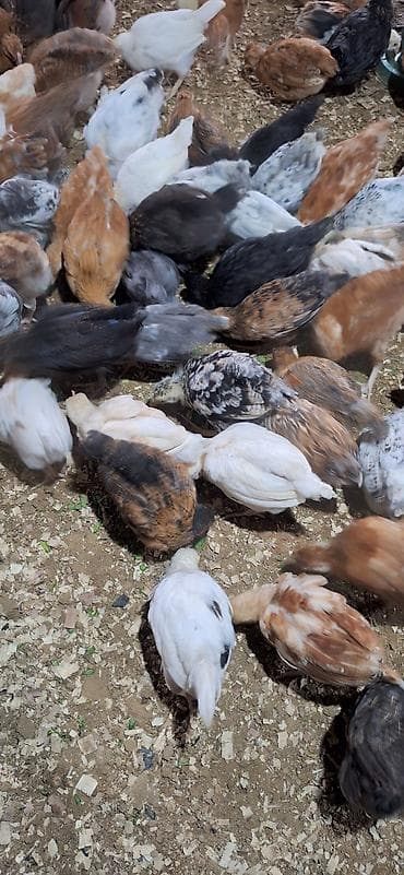 kend cucesi: Toyuq cücələri, Damazlıq — 7