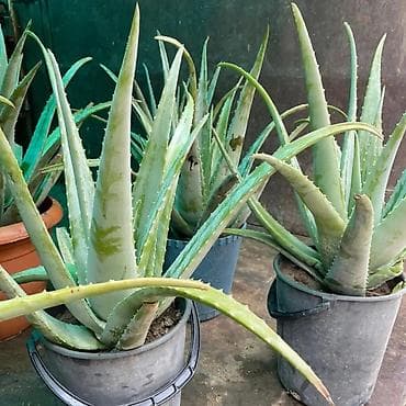 ev bitkisi: Aloe vera Barbadensis növü 4 illik dibçəklər endirimli qiymətlə həm — 3