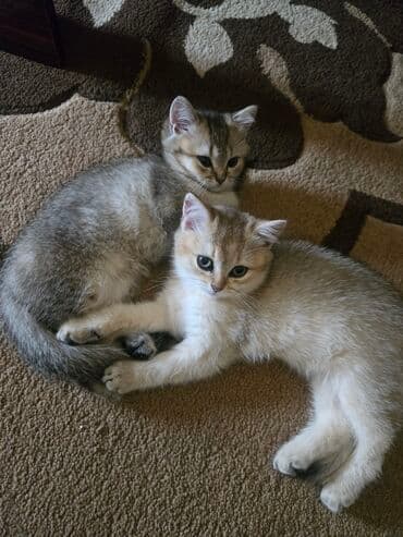 xaski it satisi: Şinşilla — 1