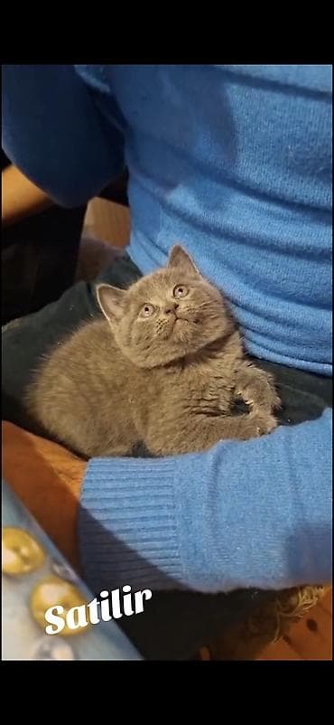 inək necə aya doğur: Britan, Erkək, Dişi, Yaxşı əllərə, Ödənişli çatdırılma — 2