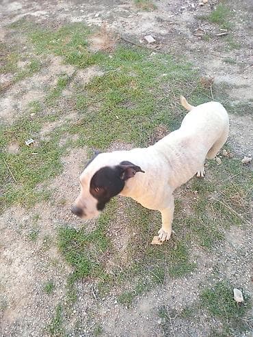 xasqi itleri: Pitbul, 1 ay, Erkek, Ödənişli çatdırılma — 1