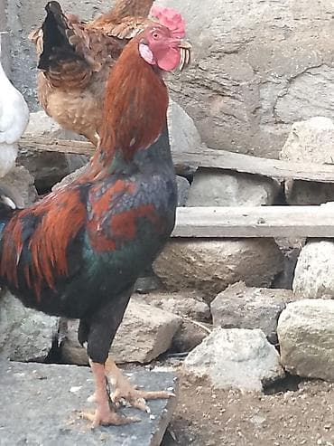 hind quwu: Döyüşkən xoruz 50 azn vəya 4fərə ilə barter ciddi alıcıyla razılaşmaq — 6