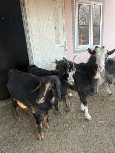 Mal-qara: 24 ədəd Keçi var 
Ərəb 
Dönmə və Yerli — 7